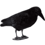 Cuervo Cuerpo Entero