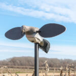 Tórtola Automática