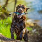 HP&G Apportierdummy Krickente - Imagen 2