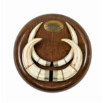 Trofeo Colmillos Facochero Montados