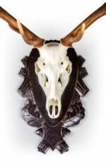 Porta Trofeos Corzo - Imagen 4