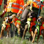 Chaleco protector para perros Sicur Dog BITRABI - Imagen 4