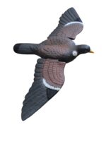 Torcaz Con alas - Imagen 3