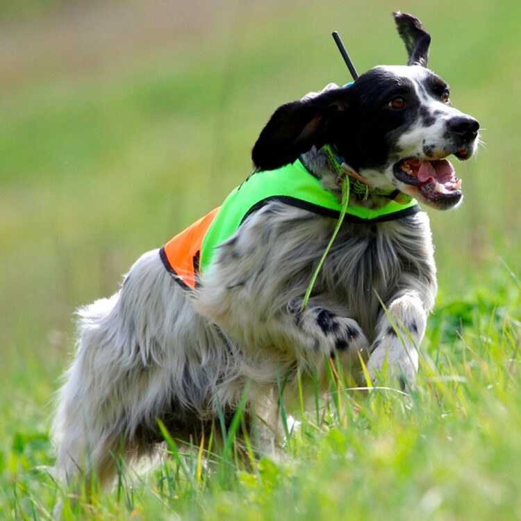 Capa de alta visibilidad para perros de caza Bitrabi - Imagen 5