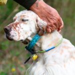 Collar Radio + GPS + Beeper para perros de caza MITO 5100 BITRABI - Imagen 2