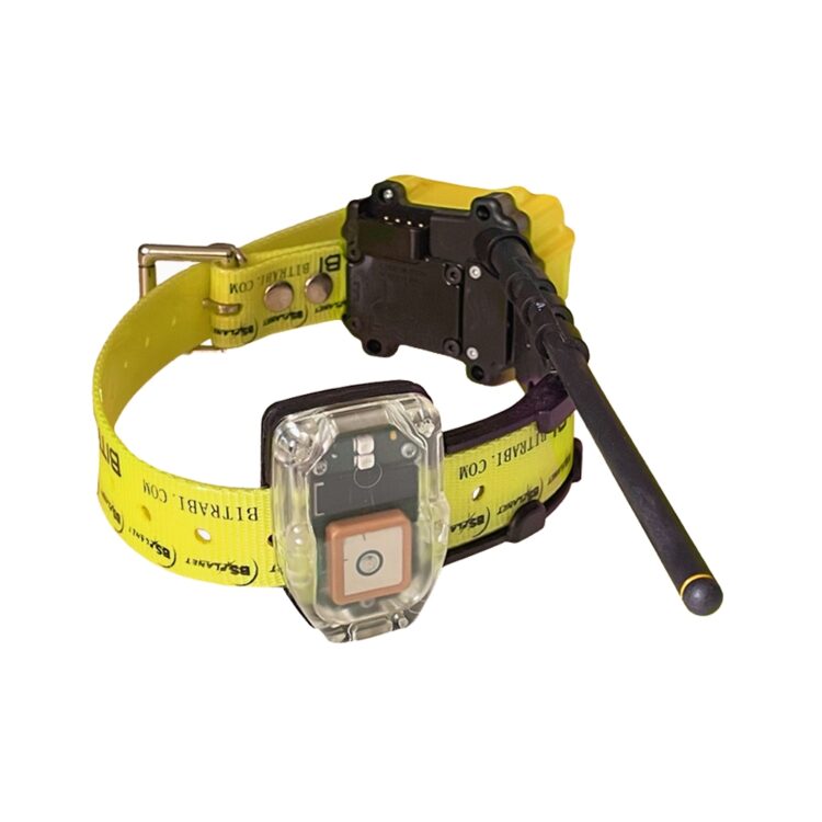 Collar Radio + GPS para perros de caza MITO 5100 BITRABI - Imagen 3