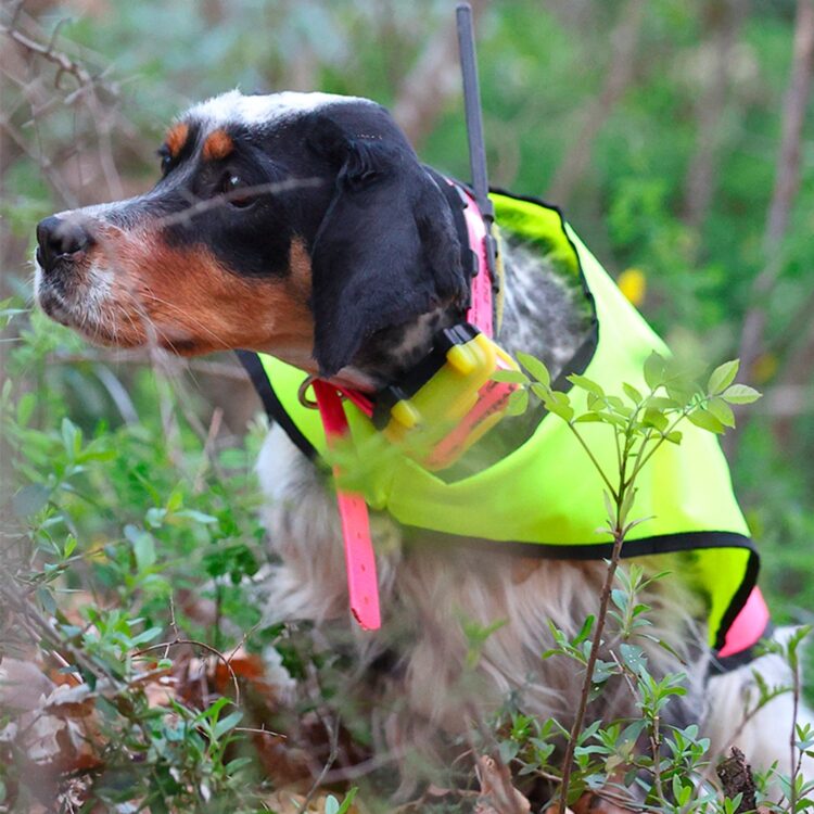 Collar Radio + GPS para perros de caza MITO 5100 BITRABI - Imagen 2