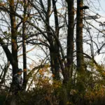 BIG FOOT™  XL CLASSIC HANG-ON - Imagen 7