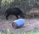 kit Completo Barril de Empuje