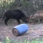 kit Completo Barril de Empuje