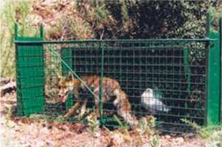 Jaula Trampa Zorros - Imagen 2