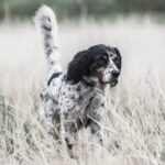 Collar Adiestramiento Sportdog Sporttrainer 1825X - Imagen 2