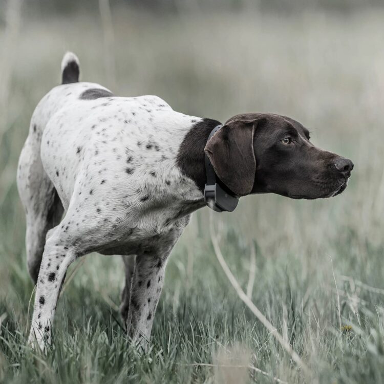 Collar Adiestramiento  Sportdog Sporttrainer 425X - Imagen 2