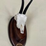 Peana más cuña cráneo rebeco