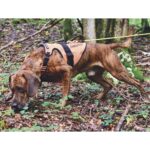 Arnés de señalización CANIHUNT SIGNAL - Imagen 3