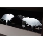 Diana de péndulos - 2 ratas - Imagen 2