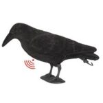 Cimbel Cuervo Con sonidos