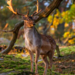 Atrayentes Para Gamos