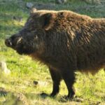 Atrayentes Para Jabalíes