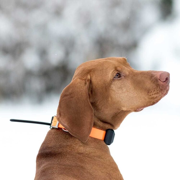 DOG GPS X30-TB - Imagen 5