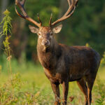 Atrayentes Para Ciervos