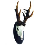 Trofeo Corzo Medalla  Oro 216 puntos