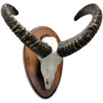 Trofeo Muflón Montado