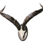 Trofeo Macho Montés Medalla  Oro