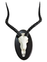 Trofeo Blesbuck - Imagen 2