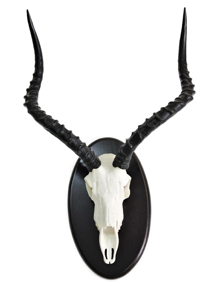 Trofeo Blesbuck - Imagen 2