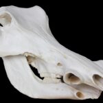 Trofeo Cráneo Facochero