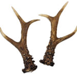 Cuernas Corzo 132 Puntos