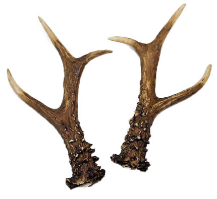 Cuernas Corzo 132 Puntos