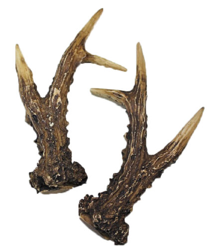 Cuernas Corzo  180 Puntos