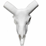 Cráneo Muflón Artificial