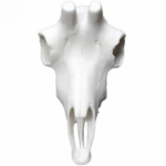 Cráneo Rebeco Artificial