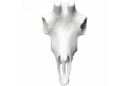 Cráneo Rebeco Artificial