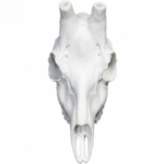 Cráneo Corzo Artificial