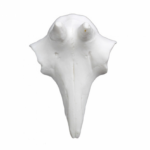 frontal de rebeco artificial