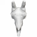 Cráneo Cabra Hispánica Macho