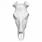 Cráneo Ciervo Artificial