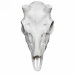 Cráneo Gamo Artificial