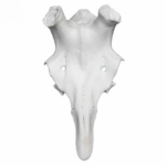 Frontal Ciervo Artificial