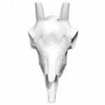 Cráneo Cabra Hispánica