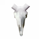 Cráneo Arrui Artificial