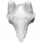 Frontal Macho Montés