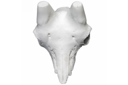 cráneo rebeco artificial