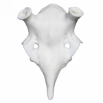 Frontal Gamo Artificial