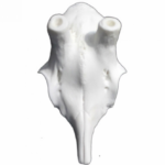 Frontal Corzo Artificial